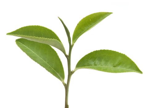 Isolated branch of fresh green tea