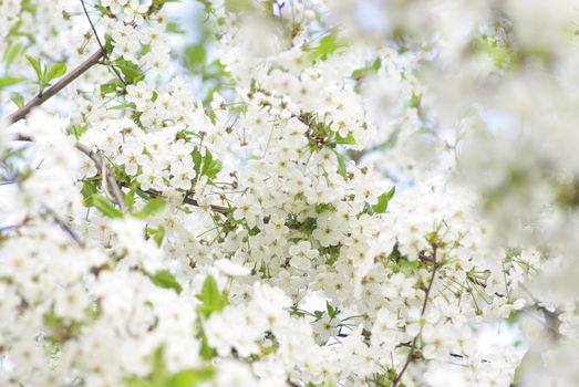 Close up of the cherry blossoms  