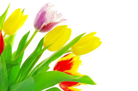 bouquet of the fresh tulips on white background