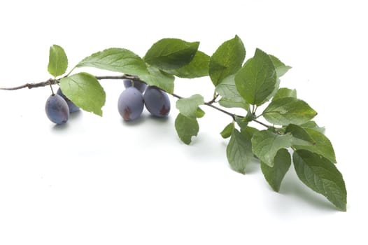 Isolated branch of plum with leaves and fruits