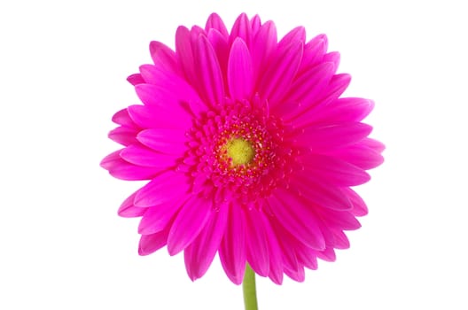 pink gerbera flower isolated on white