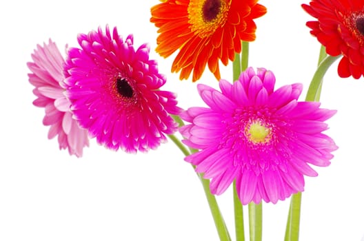colorful  flowers gerberas on white background