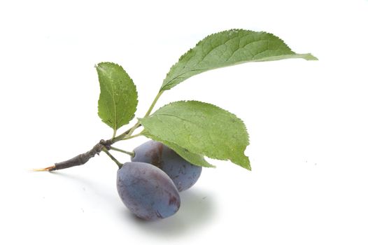 Isolated branch of plum with leaves and plums
