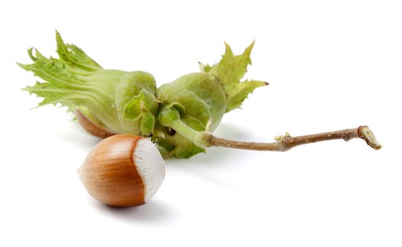 Branch of hazel with nut on the white