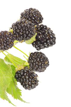 blackberry isolated on white background