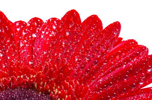 gerbera flower closeup on white background