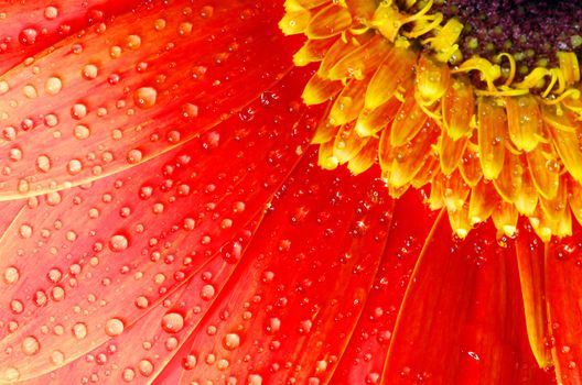  gerbera flower close up background