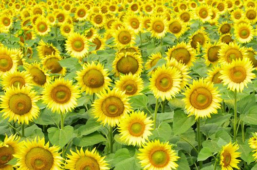 Closeup of a bright yellow sunflowers