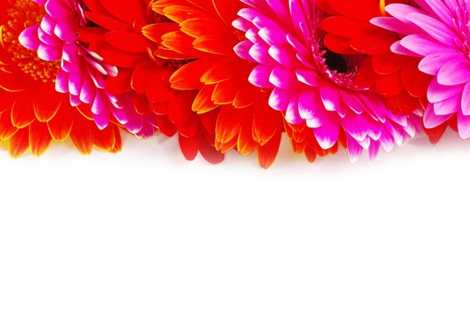 gerbera flower closeup on white background