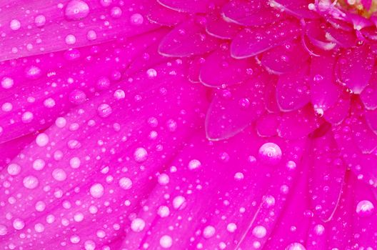  gerbera flower close up background
