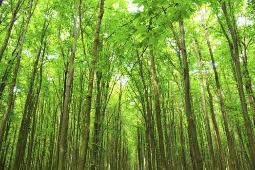 green forest background in sunny day
