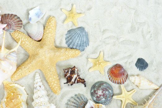 starfish and shells on the beach sand
