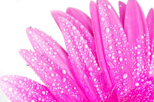 gerbera flower closeup on white background