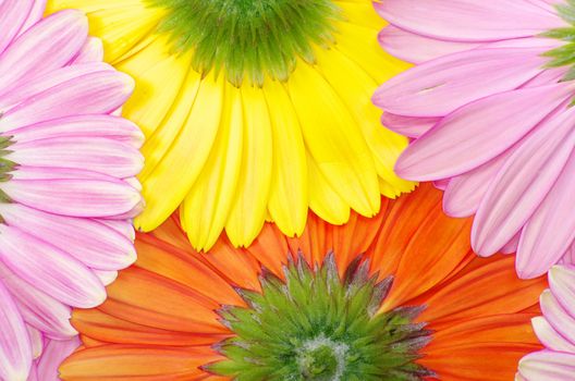  gerbera flower close up background