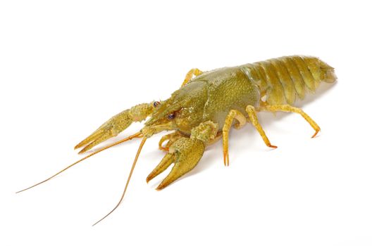 crawfish on a white background