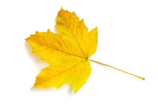 autumn maple leaf isolated on white background
