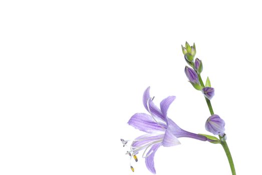 lovely purple flowers on white background