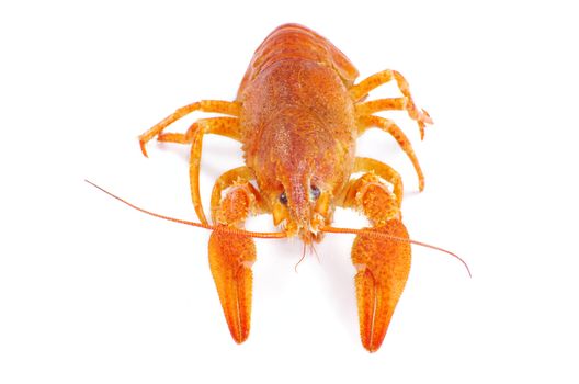 Hot boiled crayfish on white background