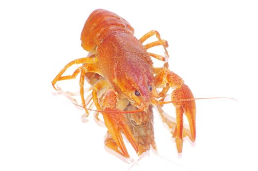 Hot boiled crayfish on white background