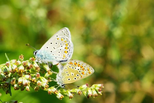  butterfly on a green leaf