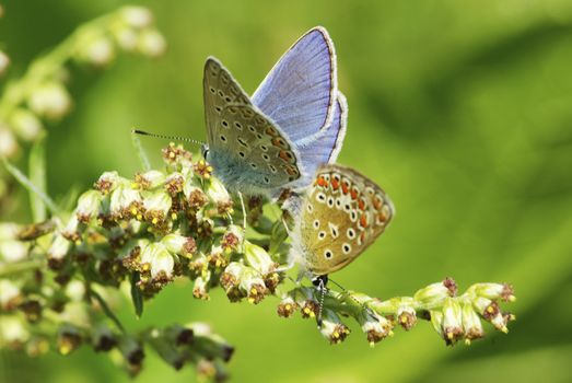  butterfly on a green leaf