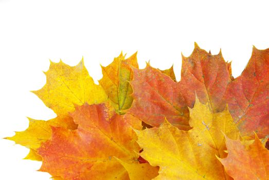 autumn maple leaves isolated on a white