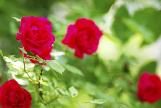 a close-up of a red rose   
