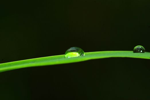 Dew drop on a blade of grass 