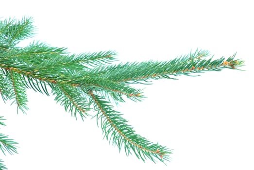fir tree branches christmas decoration on white