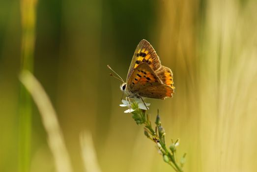  butterfly on a green leaf