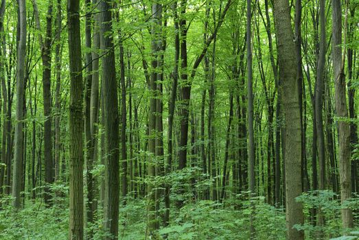 green forest  background in a sunny day