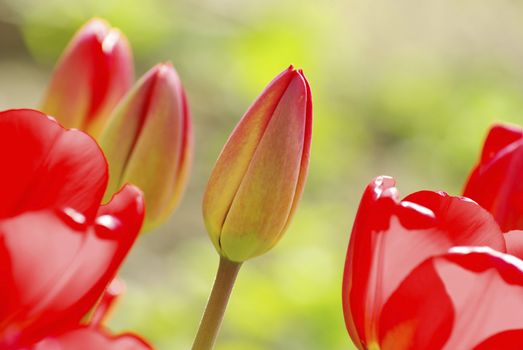  Beautiful red tulips in the garden