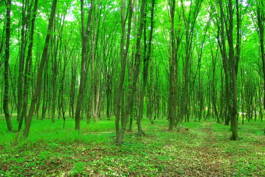 green forest background in a sunny day