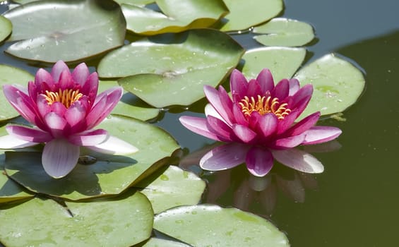 Two red lilies on wood lake. (The East Europe)