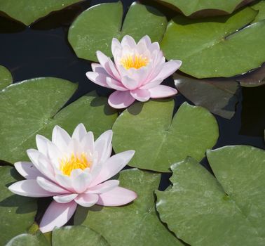 Two lilies with accent on average on wood lake