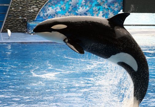 A killer whale jumping out of the water.