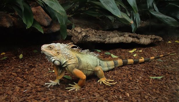 A whole body image of a bearded australian lizard (Lacertilia)