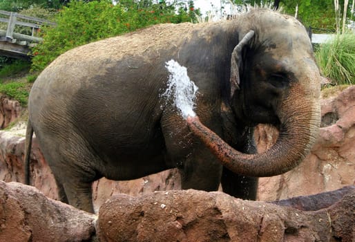 An elephant squirting water out of its trunk.