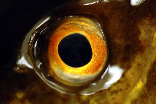 Norwegian Cod eye, closeup.