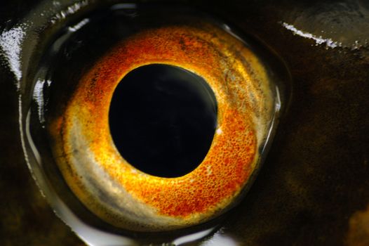 Norwegian Cod eye, closeup.