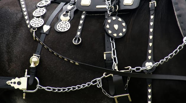 The side of the horse showing it's accessories