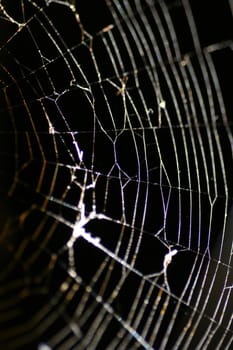 A macro of a cobweb at night.