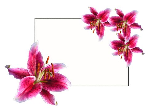 The card decorated by flowers of a lily by easter