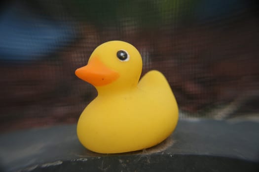 A macro of a plastic rubber duck left outside.