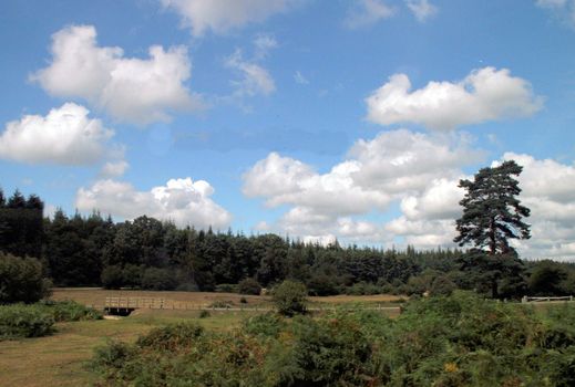 A view of the New Forest in the UK.