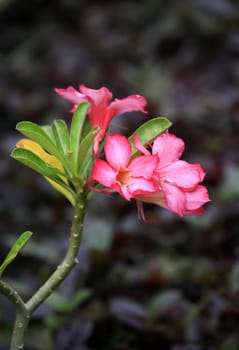 A set of beautiful tropical flower against a natural background