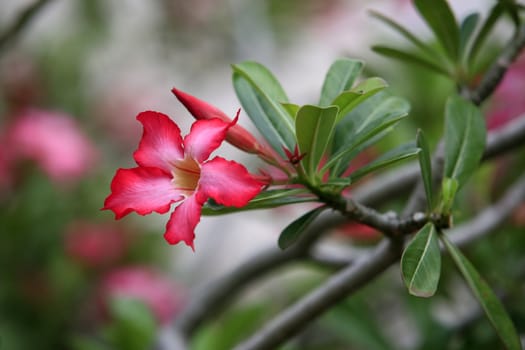 A set of beautiful tropical flower against a natural background