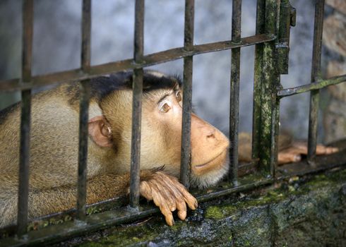 Monkey looking out through the cage. Bali. Indonesia