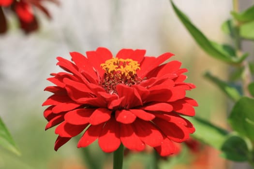 lower, plant, nature, garden, ornament, red, flakes, green