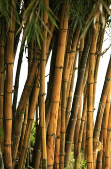 Bamboo trees. Bali. Indonesia